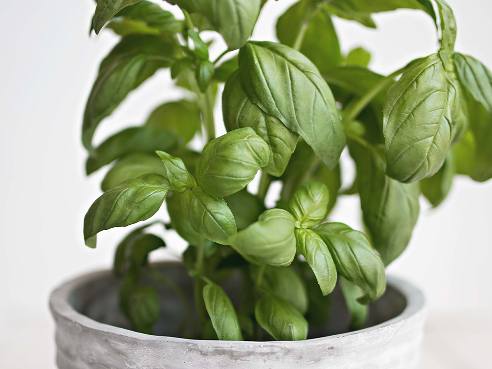 Basil (Βασιλικός)