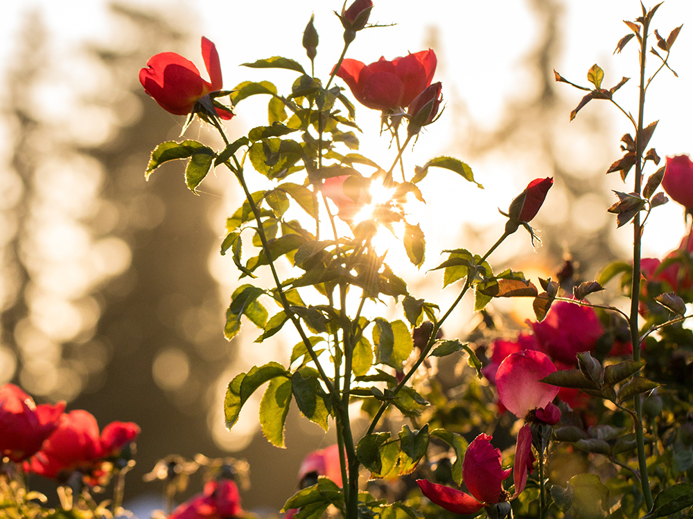 Rose (Τριανταφυλλιά)