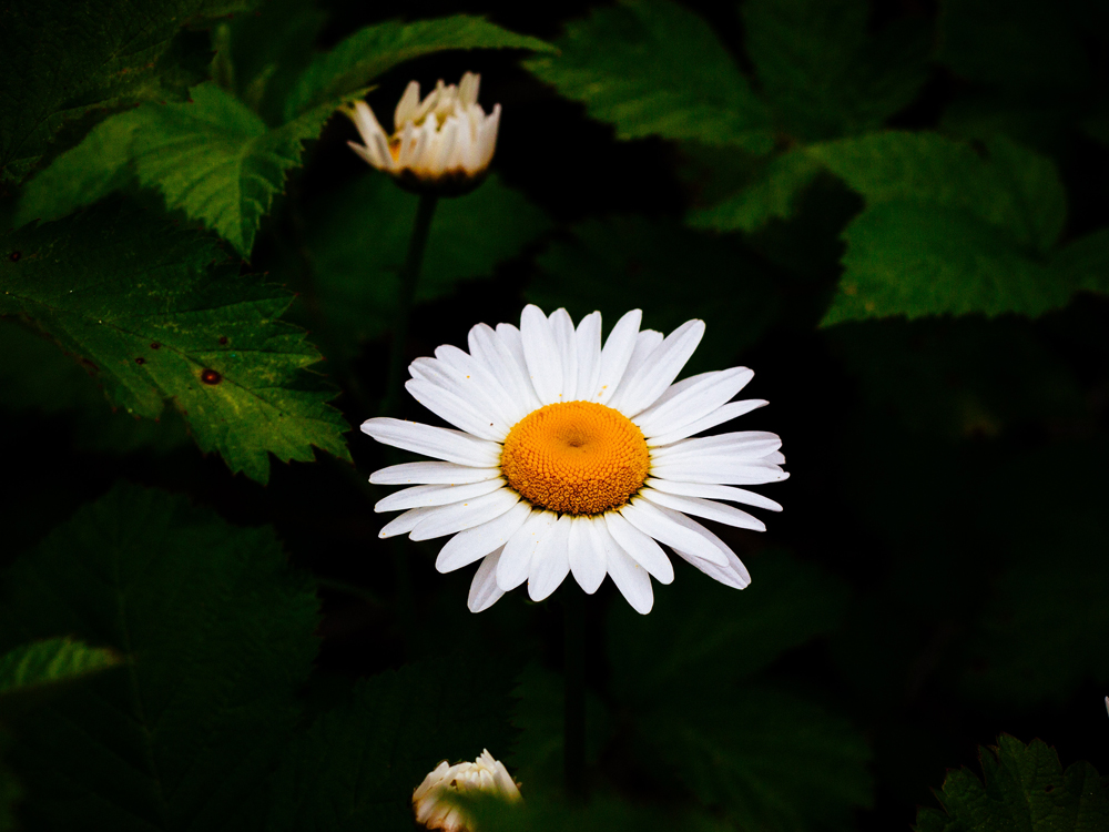 Daisy (Μαργαρίτα)